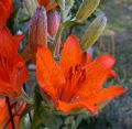 Lilium bulbiferum subsp. croceum